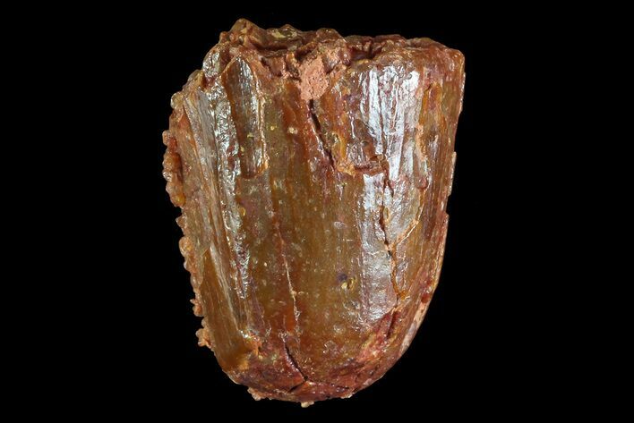 Bargain, Cretaceous Fossil Crocodile Tooth - Morocco #72764